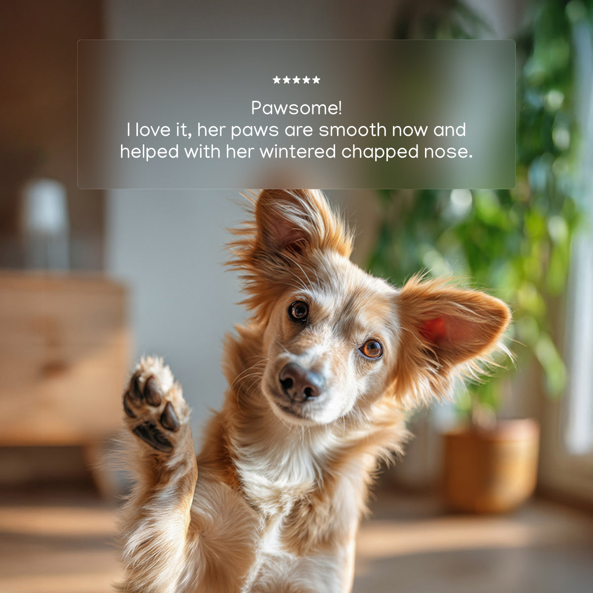 Sweet Honey Almond Paw Balm